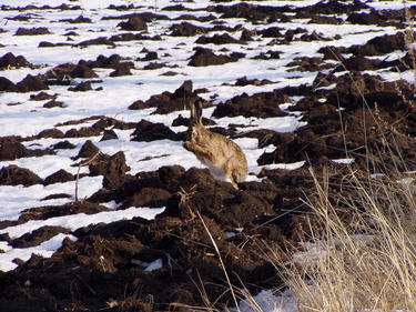 Zajíc polní - v našich podmínkách je hlavní lovnou zvěří